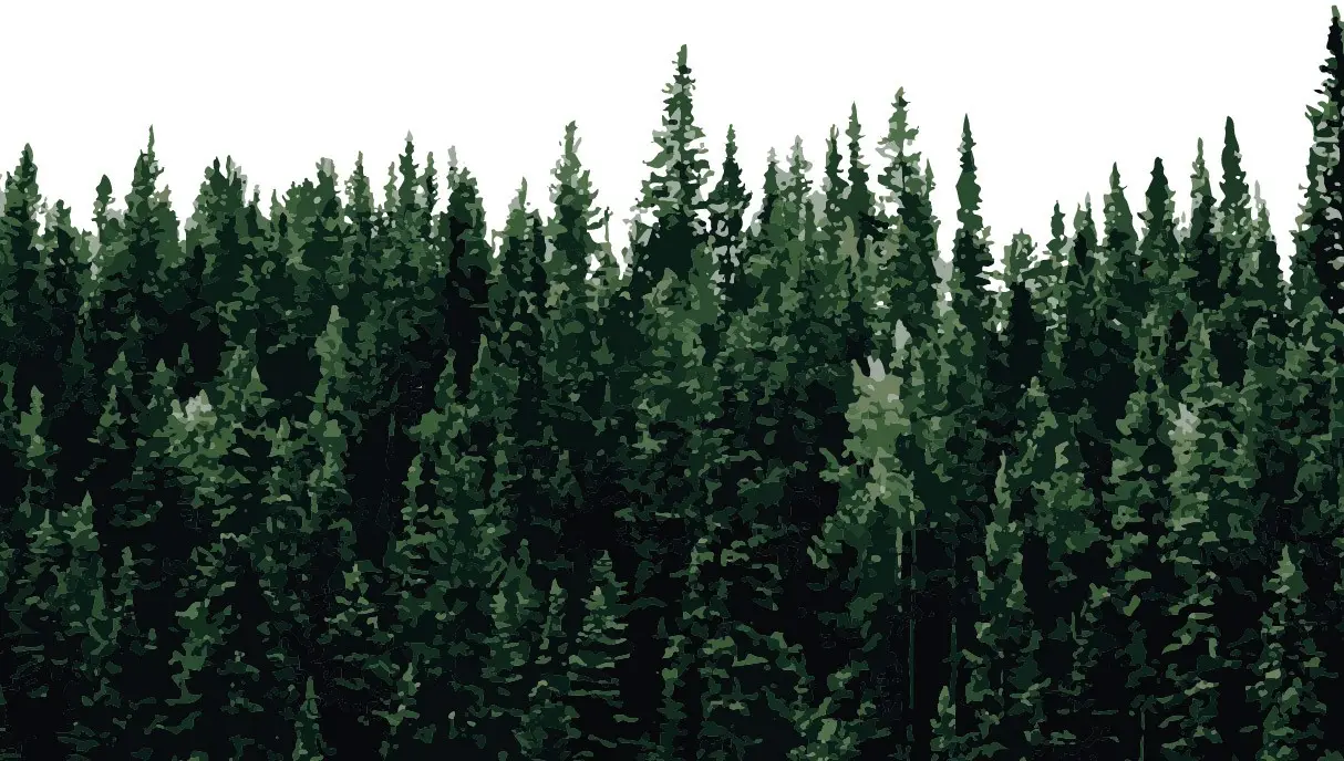 Wald aus Kiefern zur Veranschaulichung der biologisch abbaubaren Bestandteile des MyCleaner-Mikrozementreinigers