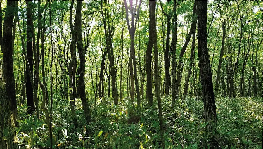 Landscape of a forest to illustrate the respect for the environment of the microcement cleaner MyCleaner Plus