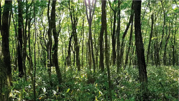 Mikrosementin puhdistusaine, joka kunnioittaa ympäristöä ja on kuvitettu metsäkuvalla