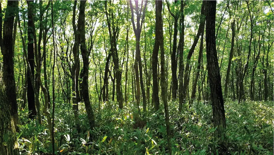 मायक्लीनर प्लस माइक्रोसीमेंट क्लीनर के पर्यावरण के प्रति सम्मान को चित्रित करने के लिए एक जंगल का दृश्य