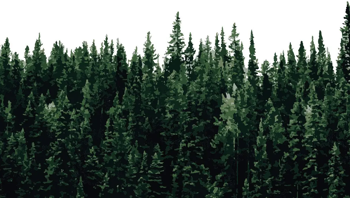 Fenyőkből álló erdő az MyCleaner mikrocement tisztító biológiailag lebomló összetevőinek illusztrálására